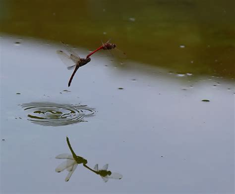 蜻蜓点水|蜻蜓点水 meaning